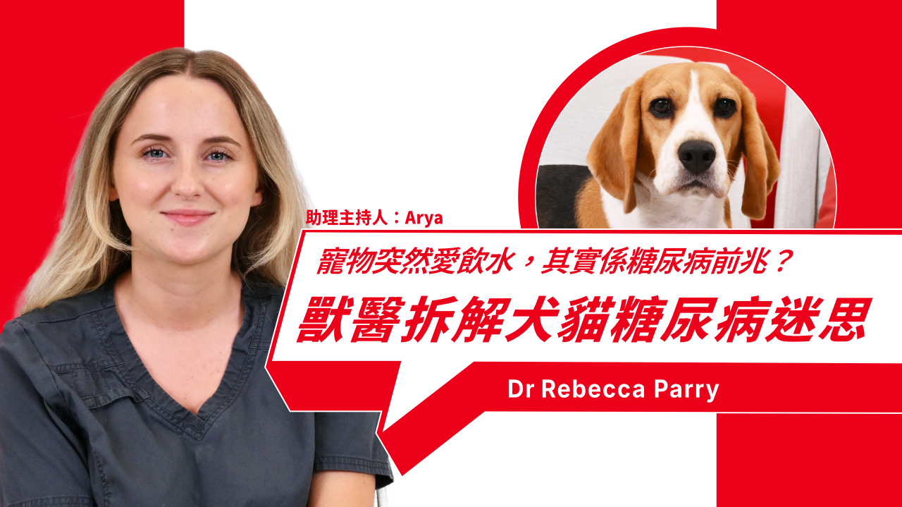 寵物糖尿病懶人包：徵兆、護理同併發症